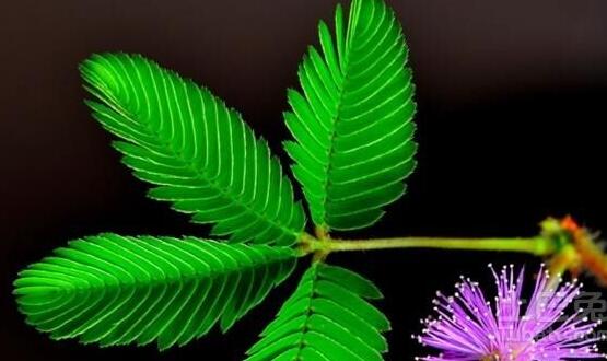 養(yǎng)含羞草對人體有害嗎，含有輕微的毒性/無害(放心養(yǎng)殖)