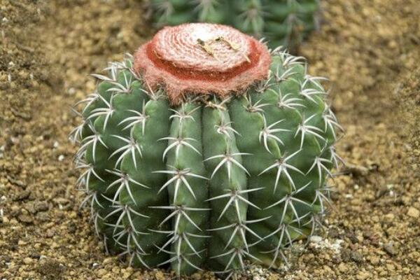 仙人球上長(zhǎng)小球怎么辦