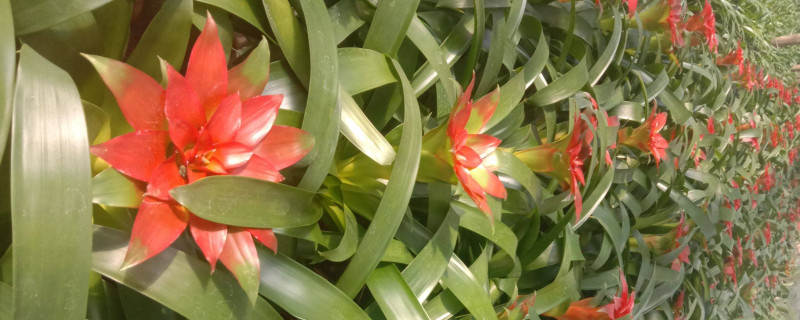 鴻運(yùn)當(dāng)頭怎么插遷