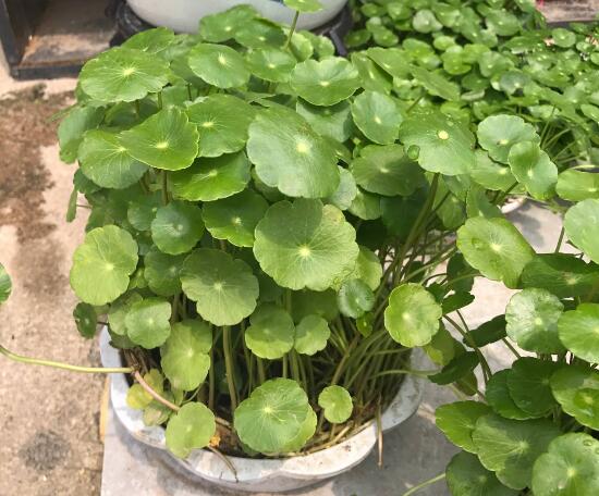 銅錢(qián)草怎么施肥，銅錢(qián)草需要什么肥料