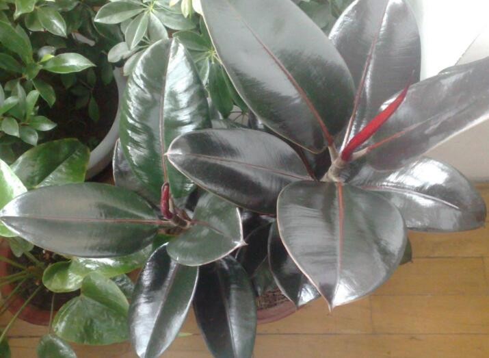 橡皮樹的副作用，對(duì)人體沒(méi)有特別大的傷害