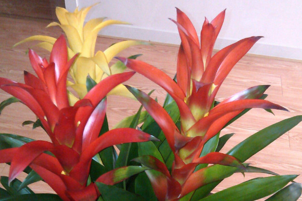 鴻運當(dāng)頭的葉子干卷了怎么辦