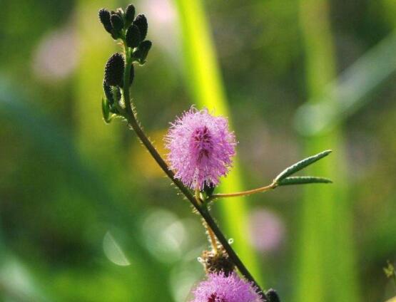 養(yǎng)含羞草對(duì)人體有害嗎，含有輕微的毒性/無(wú)害(放心養(yǎng)殖)