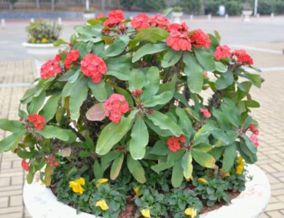 虎刺梅病蟲害及防治，根腐病與介殼蟲最為常見