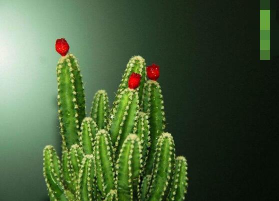 仙人掌的藥用價值，盤點仙人掌八大藥用療效