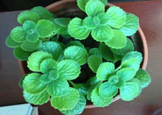 碰碰香爛根處理方法，老農(nóng)總結(jié)兩種最簡單有效措施(輕度與重度)