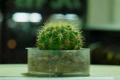 仙人球的繁殖方法，以下三種繁殖方法必須要掌握