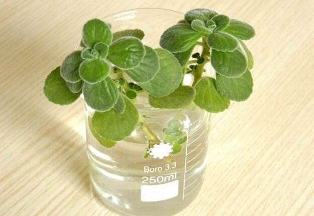 碰碰香長蚧殼蟲怎么辦，積極的進(jìn)行病蟲害防治