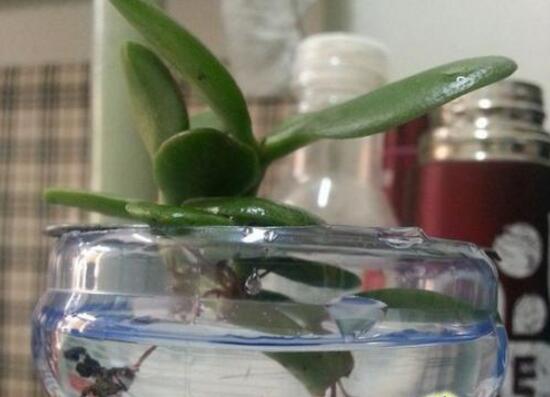 玉樹可以水培嗎，玉樹水培生根方法