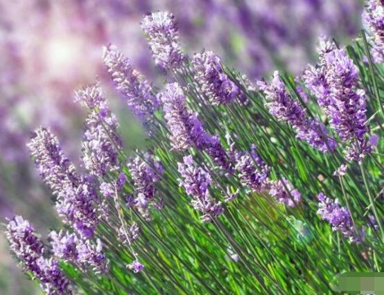薰衣草有什么功效，舒緩修護(hù)、改善心肌、安撫神經(jīng)