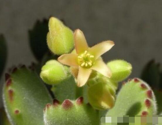 熊童子葉子發(fā)軟怎么辦，總結(jié)最實(shí)用三種解決方法