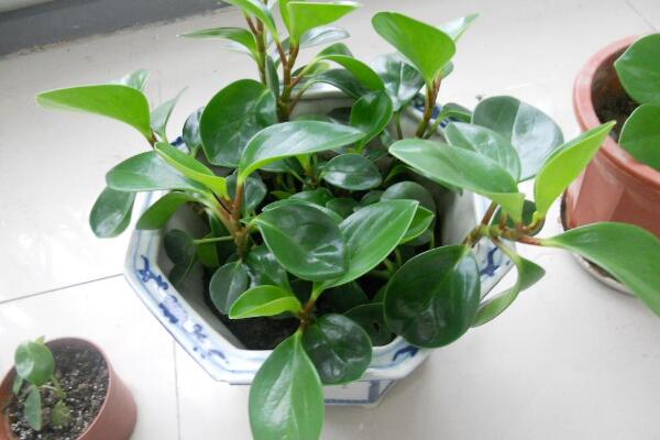 豆瓣綠和碧玉的區(qū)別，豆瓣綠是學(xué)名，碧玉是別稱