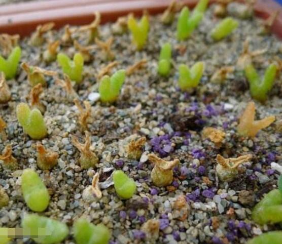 碧光環(huán)多肉有毒嗎，無(wú)毒/株型優(yōu)雅、美觀可愛(ài)