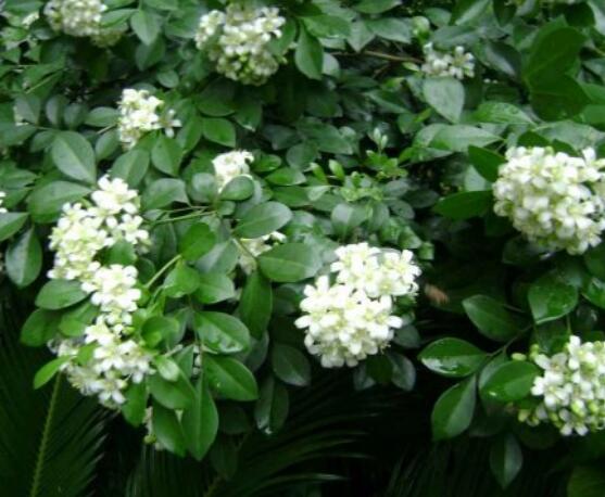 七里香和九里香的區(qū)別，教你三種區(qū)別方法(形態(tài)/生長(zhǎng)/作用)