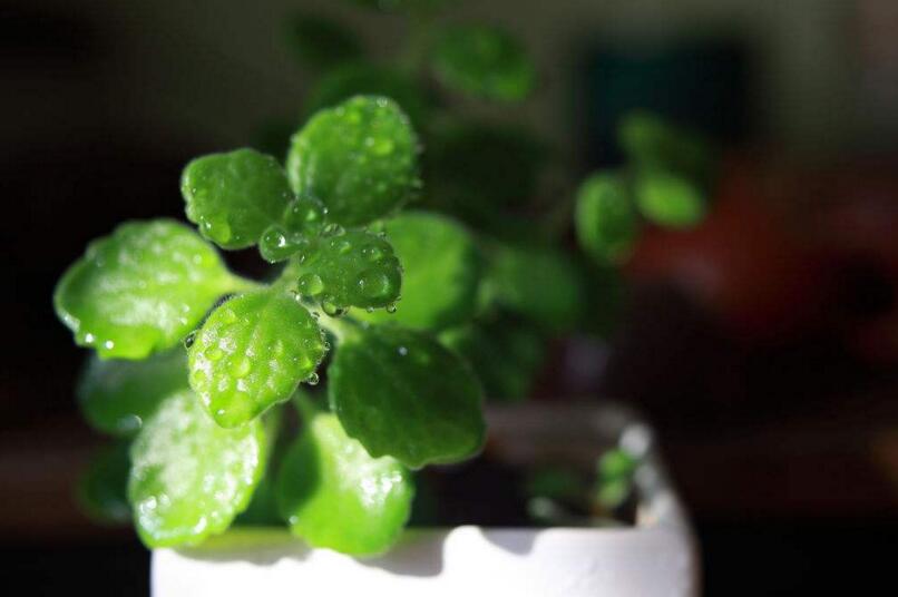 碰碰香能在臥室放嗎，不光可以放/還能制作飲品