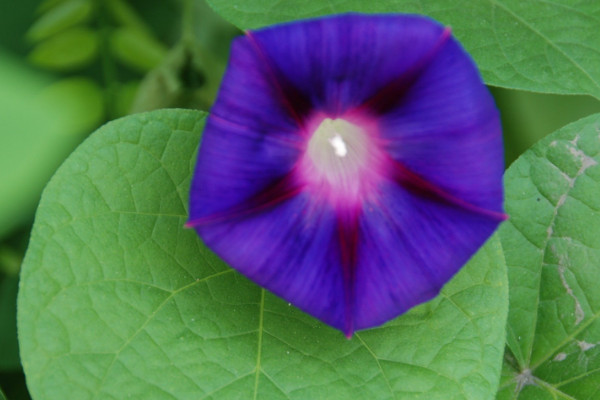 牽?；ㄈ绾吻げ宸敝? src="/nongchan/d/file/20201223/34iwe0ejfhc.jpg" / data-o9Mn="SJ8Hln"></p>
<p data-zJlg="0g5VmJ">
	牽?；ㄟM行扦插，需要在適宜的時間進行，它喜歡在溫暖的環(huán)境中生長，所以根據(jù)植株的生長習(xí)性來看，最適宜的扦插時間在每年的春天，這個時候的天氣比較溫暖，扦插之后它能快速生根，存活率比較高。</p>
<p data-0EEI="943CPb">
	<strong data-sCM2="vd4kGg">2、插穗選取</strong></p>
<p data-KY5Q="hEp2s6">
	<img alt=