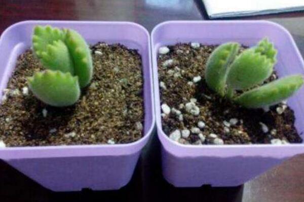 熊童子扦插圖解，4步即可完成熊童子的扦插