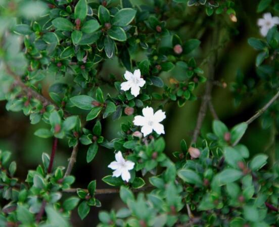 六月雪掉葉子怎么回事，最簡(jiǎn)單實(shí)效三種解決辦法