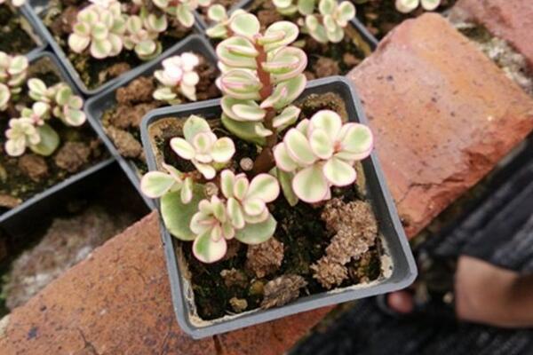 怎樣讓雅樂(lè)之舞變紅，要保證植株有一個(gè)好的生長(zhǎng)