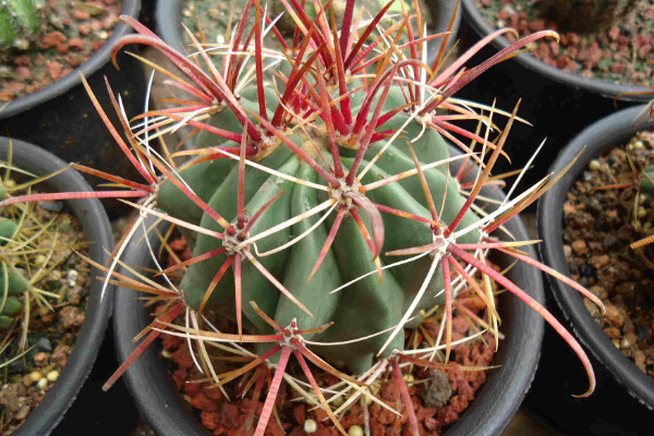 仙人球的種類有哪些，根據(jù)外觀/毛刺/可食用性區(qū)分