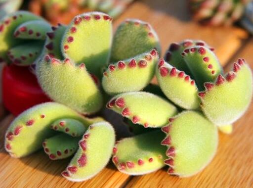 熊童子的花語(yǔ)和傳說(shuō)，玲瓏優(yōu)雅和綠色山珍美好寓意