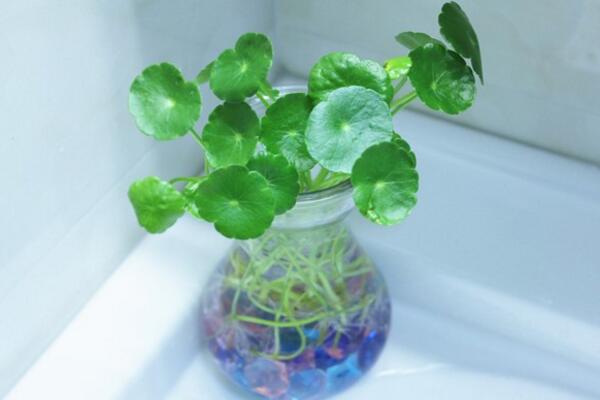 銅錢草水培里面有蟲怎么辦，清水清洗換水重新水培