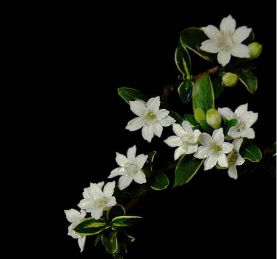 六月雪葉子發(fā)黃脫落怎么辦，分正常落葉和不正常落葉原因