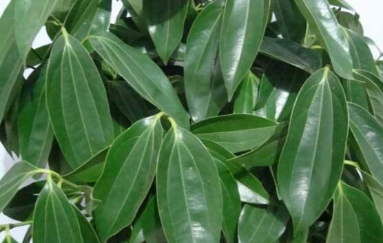 平安樹圖片，平安樹開花圖片