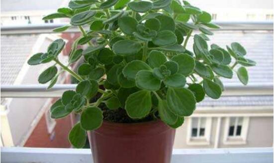 碰碰香有毒嗎，碰碰香一碰就芳香怡人