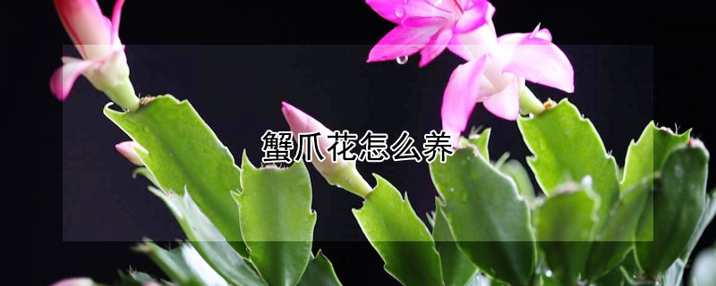 蟹爪花怎么養(yǎng)