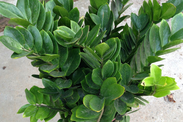 金錢樹夏天能用營(yíng)養(yǎng)液?jiǎn)? src="/nongchan/d/file/20201223/u5i5ucjshc4.jpg" / data-CYQM="FH0l1d"></p>
<p data-NGsq="dev7EV">
	金錢樹在夏季生長(zhǎng)較為旺盛，是可以使用營(yíng)養(yǎng)液的，可以幫助金錢樹生長(zhǎng)的更加茂盛，同時(shí)可以使金錢樹的葉片顏色更加翠綠，但是使用次數(shù)不宜過多，以免適得其反，影響金錢樹的生長(zhǎng)。</p>
<p data-tv85="JDPNDh">
	<strong data-DFqx="tTmhyG">2、使用方法</strong></p>
<p data-dQfy="ZWc9NF">
	<img alt=