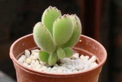 熊童子怎么澆水，熊童子四季澆水方法