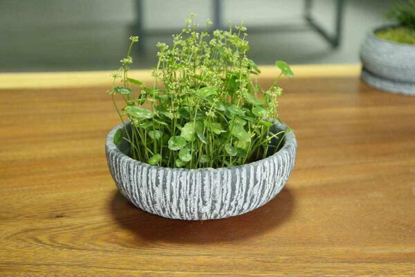 銅錢草開(kāi)花了怎么辦，分為留種處理和不留種處理