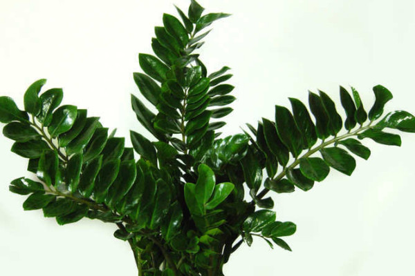 金錢(qián)樹(shù)秋季施什么肥