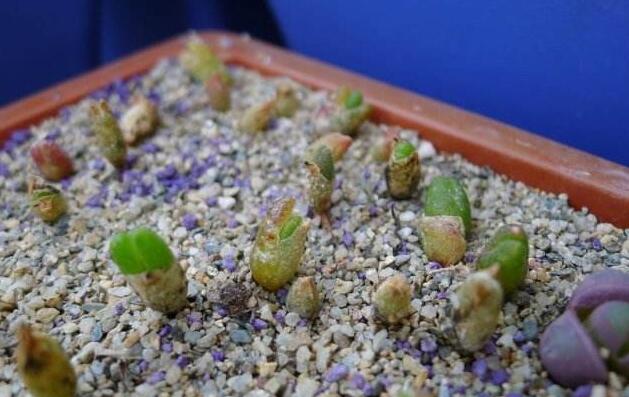 碧光環(huán)怎么繁殖，分播種和扦插兩種方法