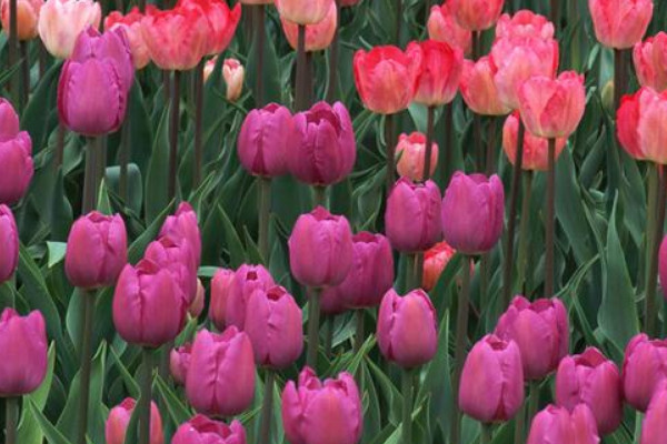 郁金香能在家里養(yǎng)嗎