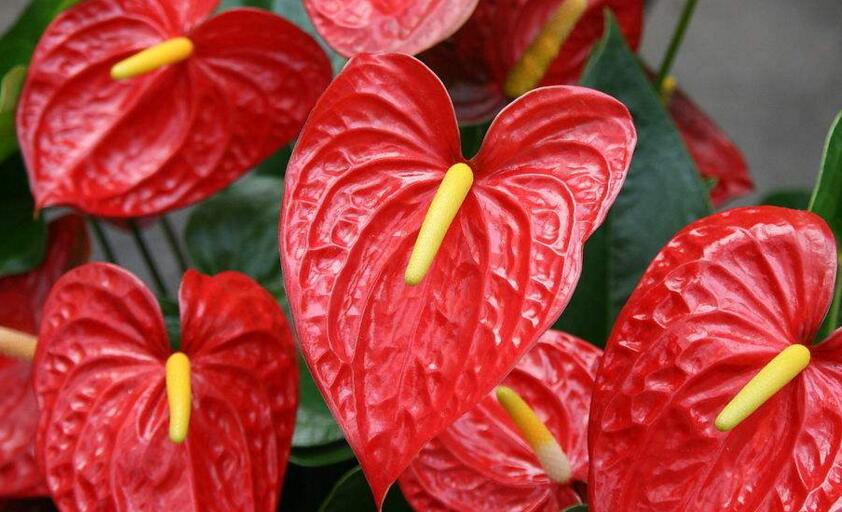 紅掌用什么土栽培，疏松、透氣、有營養(yǎng)很關(guān)鍵