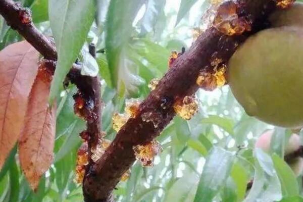 桃花的病害防治，4種常見病害講解