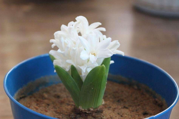 風(fēng)信子凋謝后怎么處理，修剪葉片并保留根莖