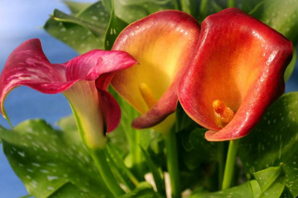 彩色馬蹄蓮為什么不能復(fù)花，品種特殊復(fù)花難度大