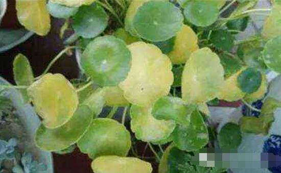 銅錢(qián)草葉子邊緣干枯，銅錢(qián)草葉子發(fā)黃怎么辦