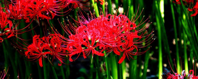 彼岸花冬季養(yǎng)護