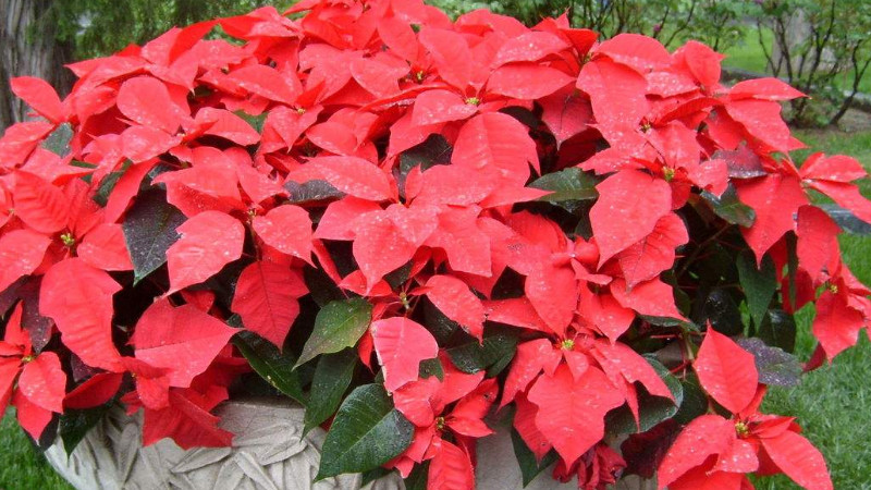 一品紅夏天怎么養(yǎng)