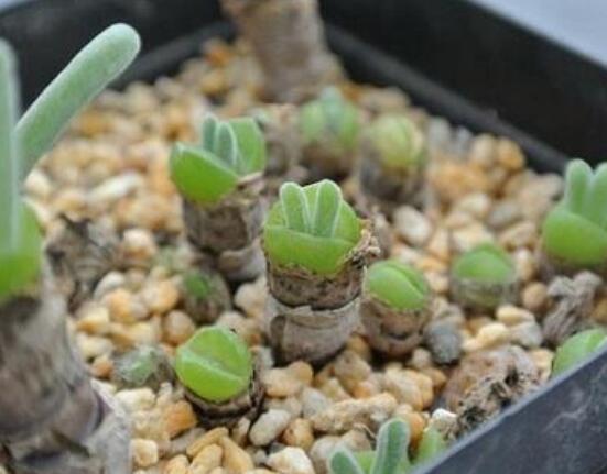 碧光環(huán)多肉有毒嗎，無(wú)毒/株型優(yōu)雅、美觀可愛(ài)