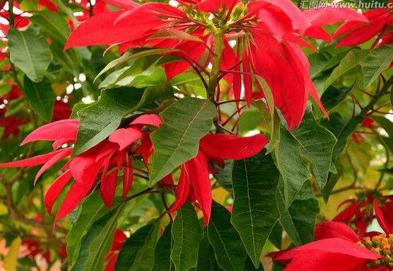 一品紅多久澆一次水，不同季節(jié)不同澆水量(澆則澆透)