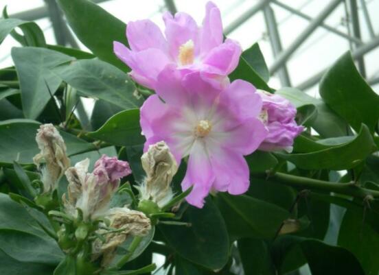 仙人掌的不同品種有哪些，欣賞最好看的六大品種