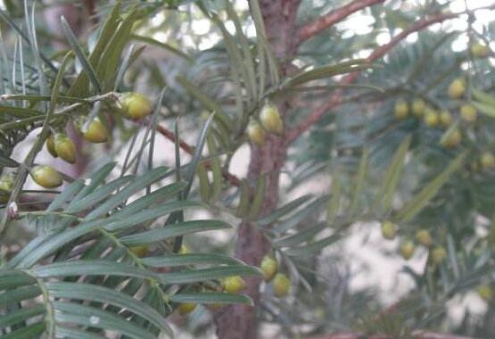 紅豆杉的功效與作用，紅豆杉八大功效與作用