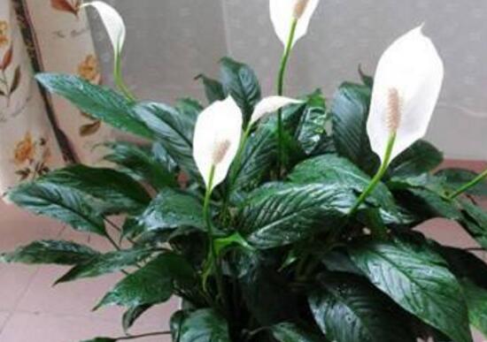 一帆風(fēng)順能澆淘米水嗎，做好這三點(diǎn)使盆土更加肥沃(能澆)