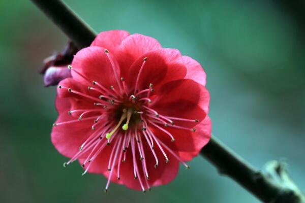 紅梅樹(shù)葉黃了什么原因