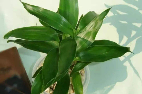 富貴竹可以土養(yǎng)嗎，土培栽植時間選在4~9月